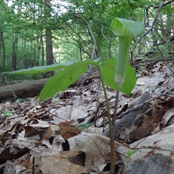 Arisaema (Jack-in-the-pulpit)